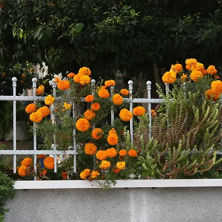 Gæstehus And By The Sea Slano, Dubrovnik - 2682 3*